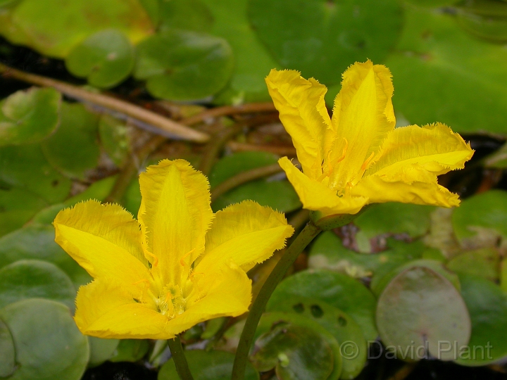 Fringed water-liliy flower - A.jpg - Fringed water-liliy flower - Gloucestershire